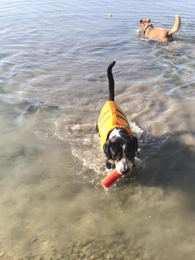 Hund Billy beim Apportieren im Wasser.
